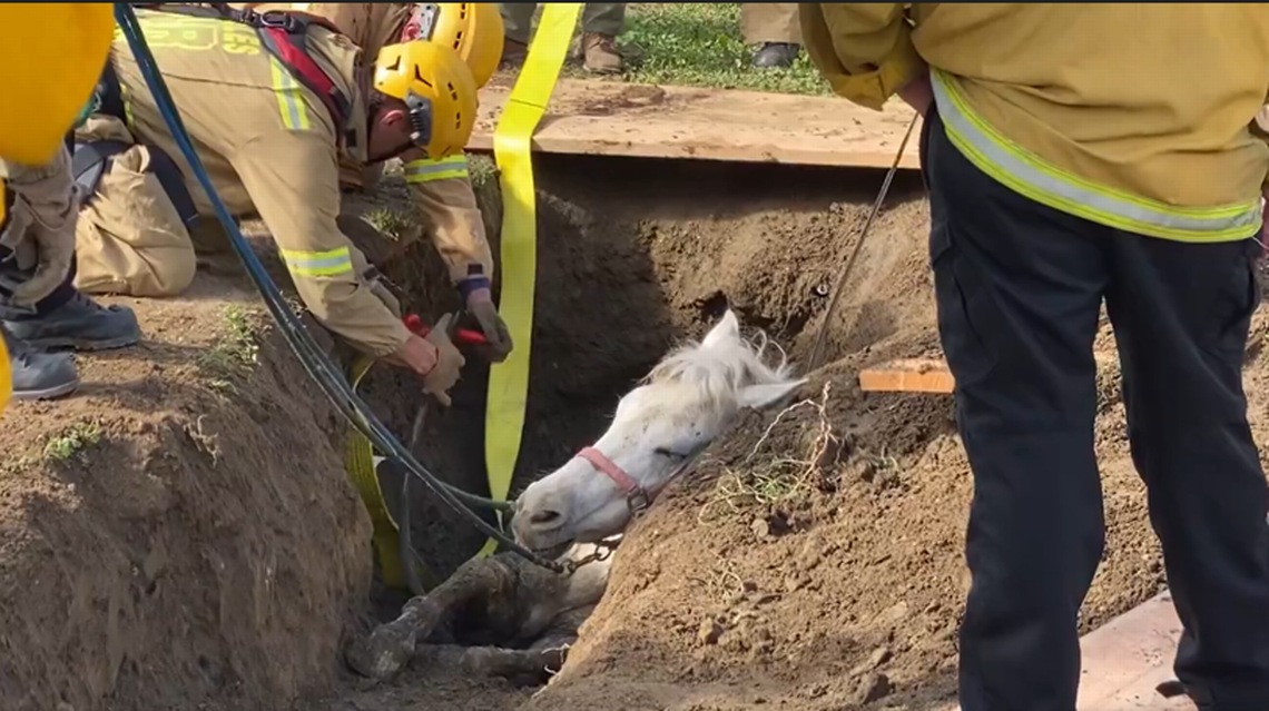 More than 50 firefighters were on scene to help free the Paso Fino, LAFD said.