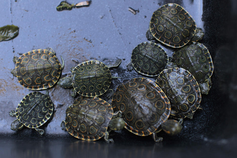 <p>Terrapins are seen during a news conference in San Salvador October 29, 2014. Authorities of the Ministry of Enviroment of El Salvador rescued about 100 endangered animals abandoned in a dumpster near the border with Honduras on Wednesday morning, local media reported. More than 90 turtles, monkeys and parrots were found in plastic bags ready to be smuggled into Salvadorean territory. (Photo: Jose Cabezas/Reuters) </p>