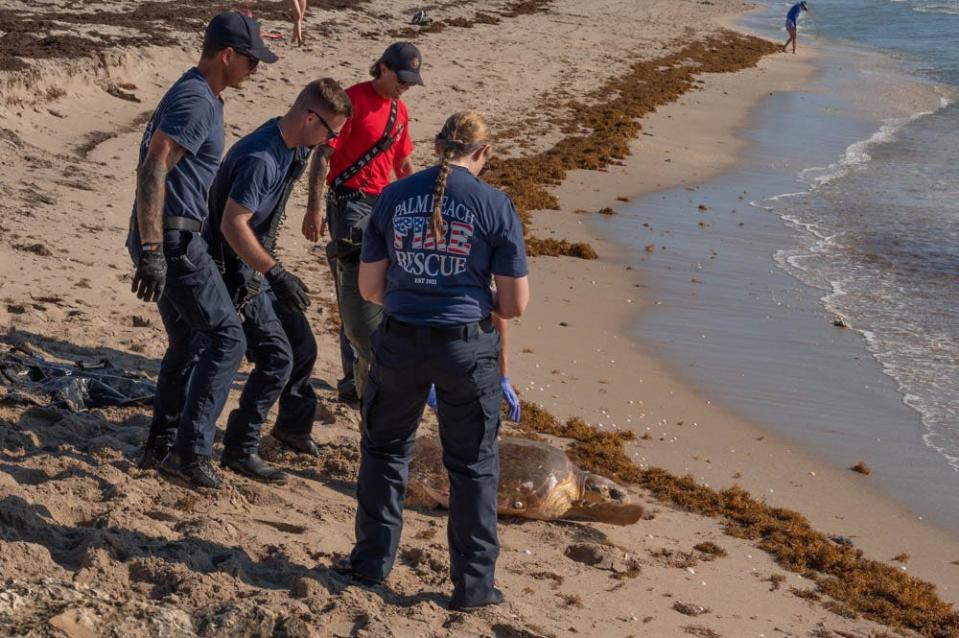 Rescuers watch as the loggerhead turtle makes it way into the ocean.