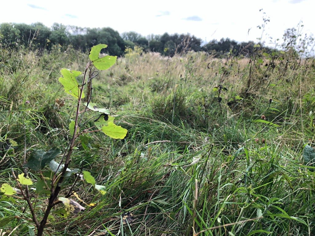 A sapling which has self-seeded (Emily Beament/PA)