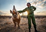 According to NWF: Dedicating her life to caring for an orphaned black rhino, Ranger Salome Lemalasia offers a tender stroke within the safe confines of Kenya’s Sera Rhino Sanctuary, established in 2015 to protect this critically endangered species. Named Loijipu, this young male was abandoned at birth. “Their bond seemed incredibly loving and trusting,” says Davis Huber. “For me, this image conveys hope.” DAVIS HUBER, 2020 National Wildlife® Photo Contest