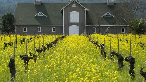 corison winery napa