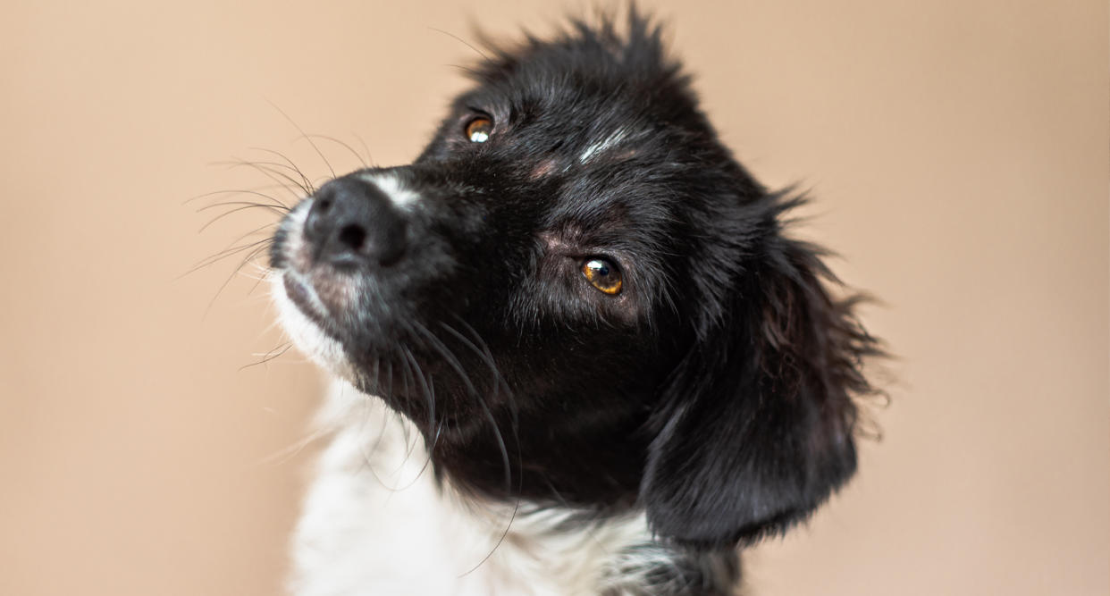 Grieving pet owners are freeze-drying their pets to keep their memories alive. (Photo: Getty Images)