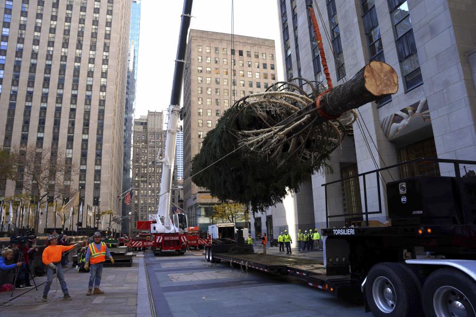 The 79-foot tall Rockefeller Center Christmas Tree arrives from Elkton, Md., is removed onto Rockefeller Plaza from a flatbed truck, Saturday, Nov. 13, 2021, in New York. New York City ushered in the holiday season with the arrival of the Norway spruce that will serve as one of the world's most famous Christmas trees.(AP Photo/Dieu-Nalio Chery)