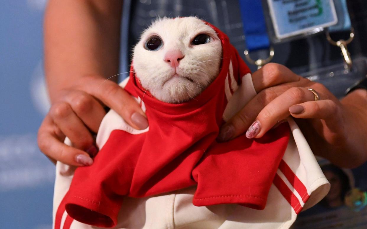 Achilles the cat has emerged as Russia's psychic mascot - REUTERS