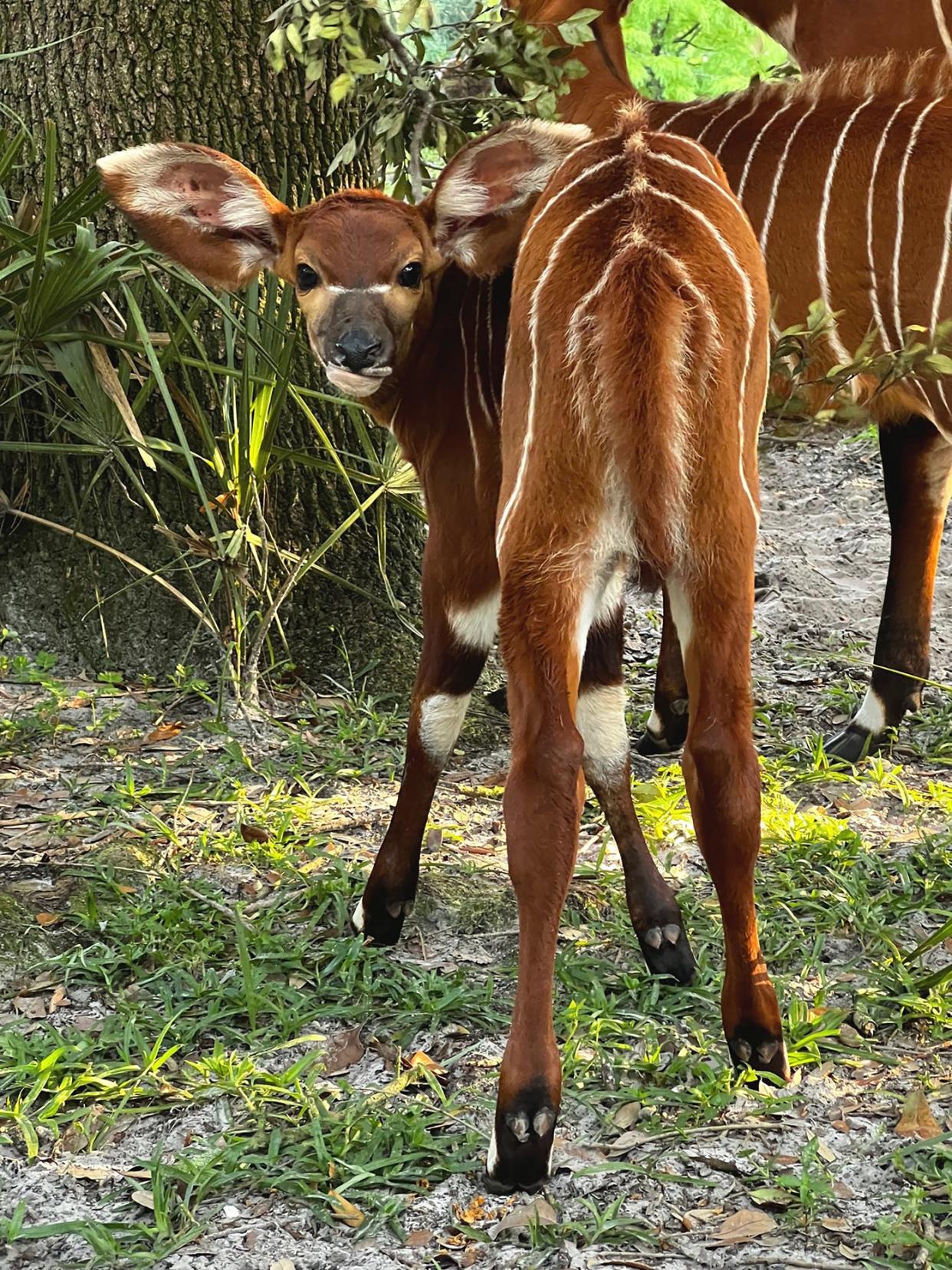 The Jacksonville Zoo and Gardens' second bongo calf of the year was born Aug. 10. Named Mojo, she can be seen by the public in the zoo's Africa Loop.