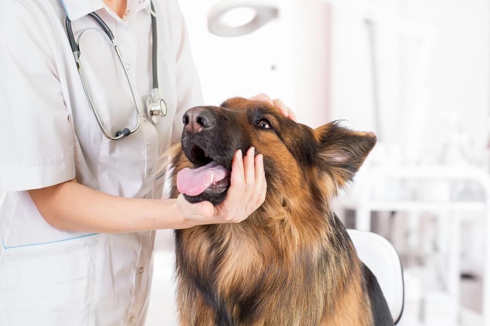 vet checking in on dog's cough