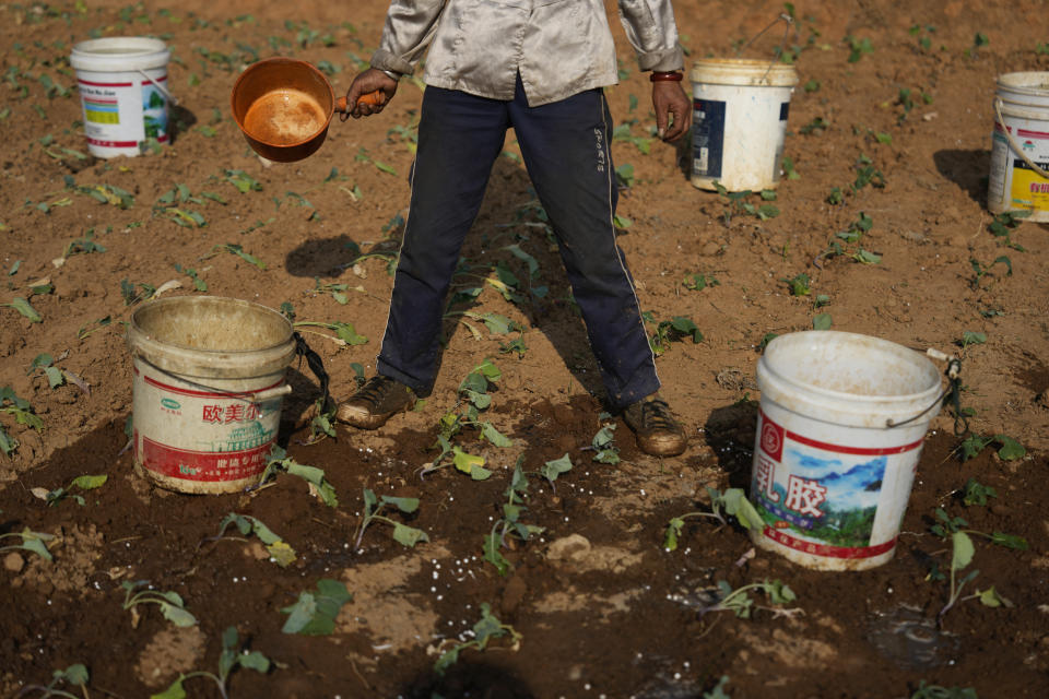 A farmer waters her crops with water collected from a village pond along Poyang Lake in north-central China's Jiangxi province on Monday, Oct. 31, 2022. On the lake's normally water-blessed northeast corner, residents scooped buckets of water from a village pond to tend their vegetables. (AP Photo/Ng Han Guan)