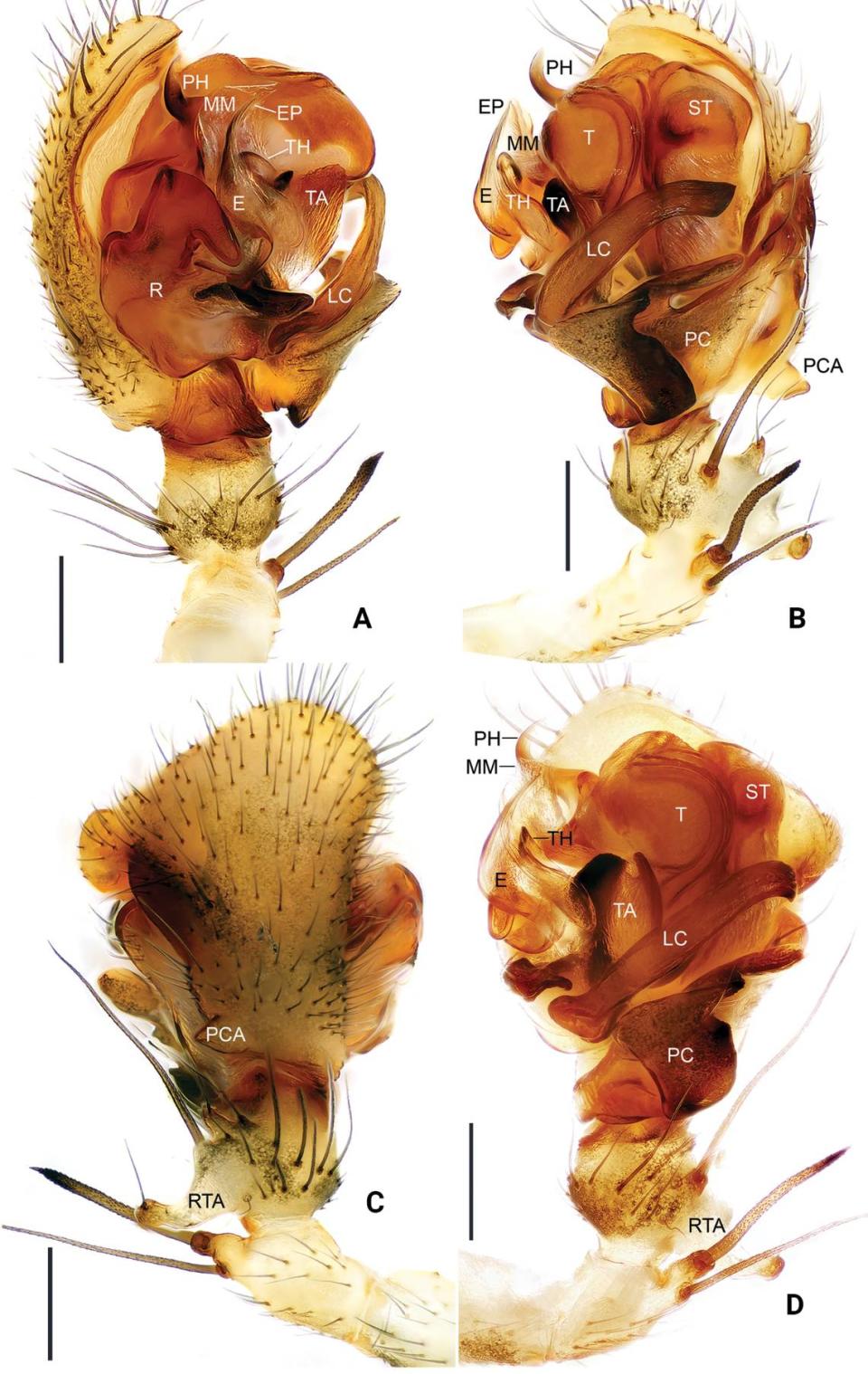 Close-up photos show the pedipalp of the male Floronia huishuiensis, or Huishui dwarf spider, and the part (R) that researchers described as “hook-shaped.”