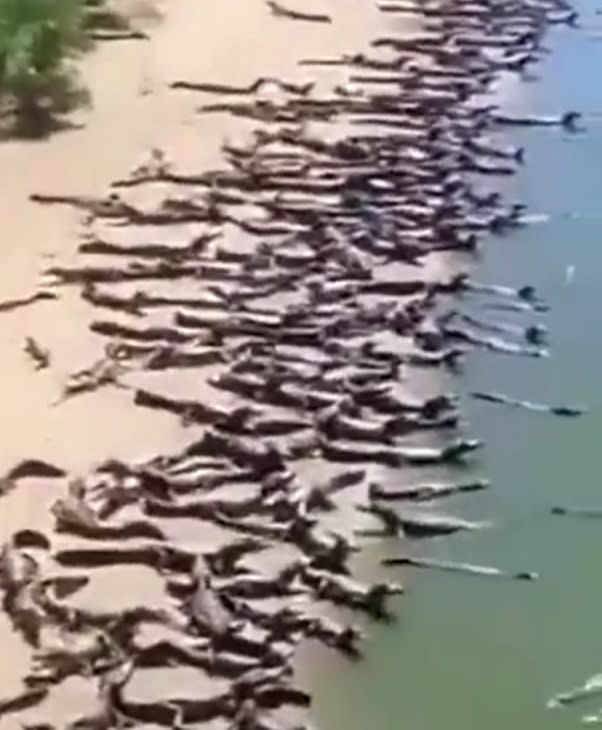 鱷魚聚集一團。（圖／翻設自推特）