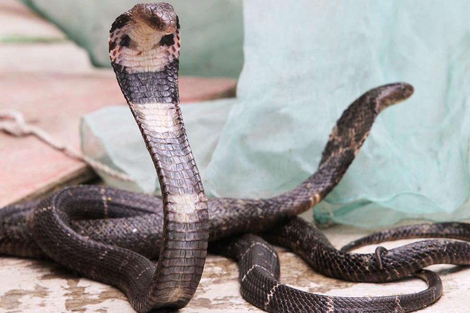 A cobra is seen in Yang Hangchang's snake farm in Zisiqiao village, Shilin township, Deqing County, Huzhou city, Zhejiang province, on June 26, 2011. 26JUN11 Photo by Simon Song