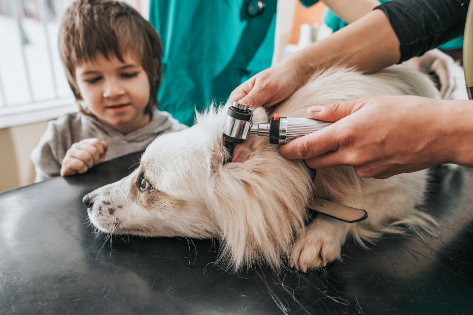 Dog having ears examined