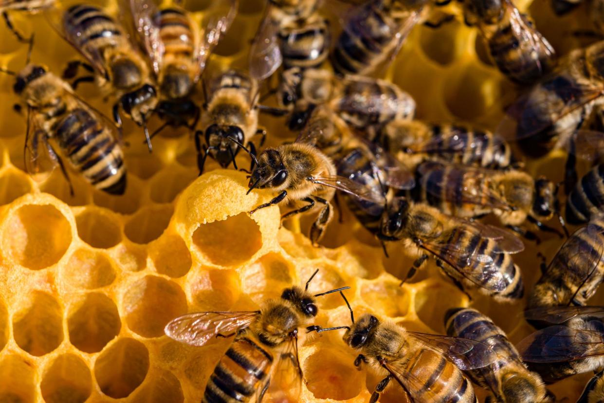 <span>For eight months, a swarm of endangered honey bees had been building a hive inside the wall of the child’s room.</span><span>Photograph: Frank Bienewald/LightRocket/Getty Images</span>