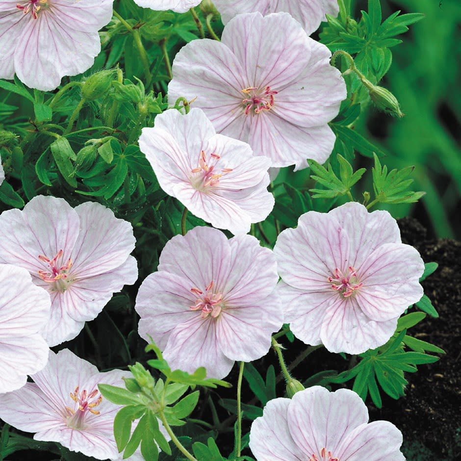 <p> This variety of native geranium is a drought tolerant plant, like many native geranium species. The pretty veined flowers add plenty of interest to borders or rock gardens. </p> <p> <strong>Maintenance: </strong>Deadhead regularly to prolong its flowering period.&#xA0; </p> <p> <strong>Soil type:</strong> Fertile, well-drained soil. </p> <p> <strong>Where to plant: </strong>In full sun or partial shade. </p>