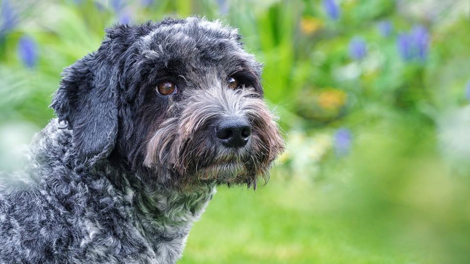 Cockapoo stood outside in garden