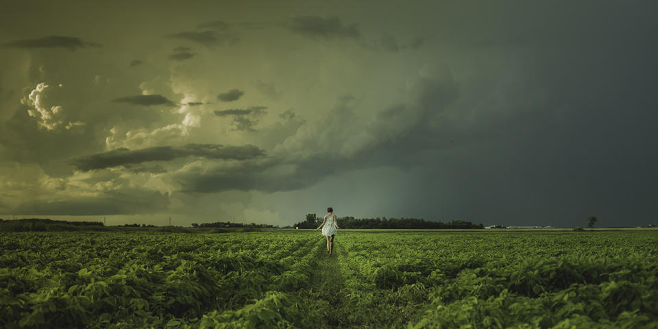 Person in farm with rows of small tobacco plants against a stormy sky.