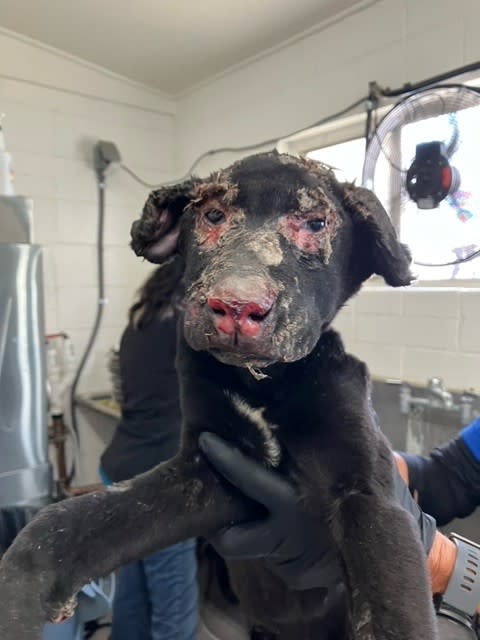 San Bernardino severly burned puppy
