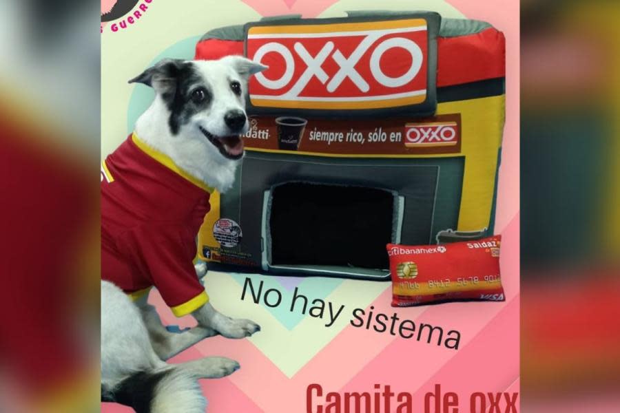 ¡Dice Firulais que no hay sistema! Así son los OXXOS exclusivos para perritos