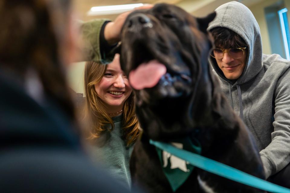 Michigan State University junior Maeve O'Hare, left, and senior Caleb Merasco, spend time petting Royal, an Italian mastiff cane corso, as students sit with therapy dogs in the Main Library on the campus in East Lansing on Friday, Feb. 17, 2023, to help students/faculty in the aftermath of the mass shooting on campus that left three students dead and five in critical condition.