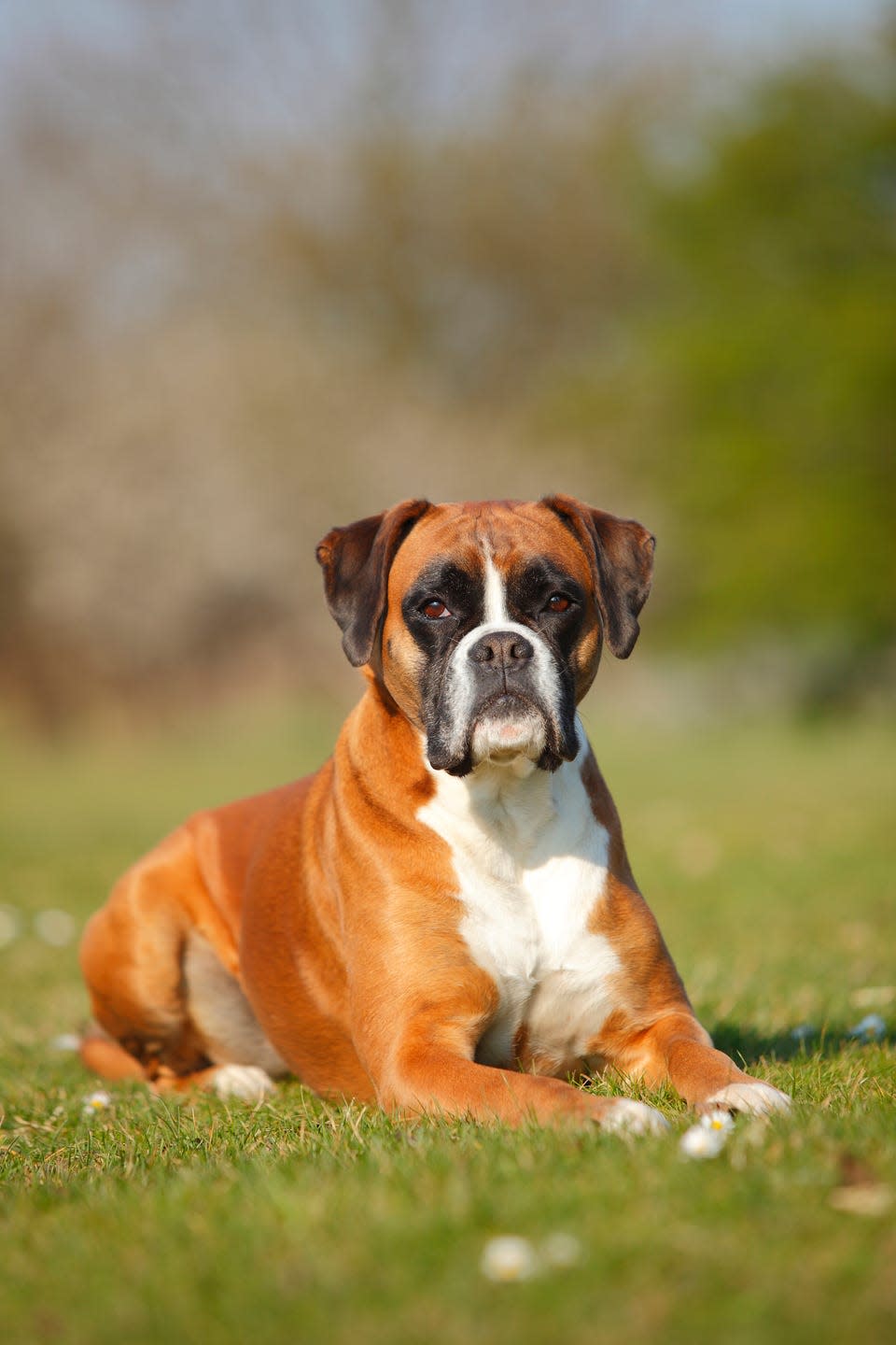 <p>Boxers are affectionate and loyal to no end. They're suspicious of strangers, but highly intelligent and willing to please when it comes to training.</p><p><strong>Weight: 50-80 pounds</strong></p>