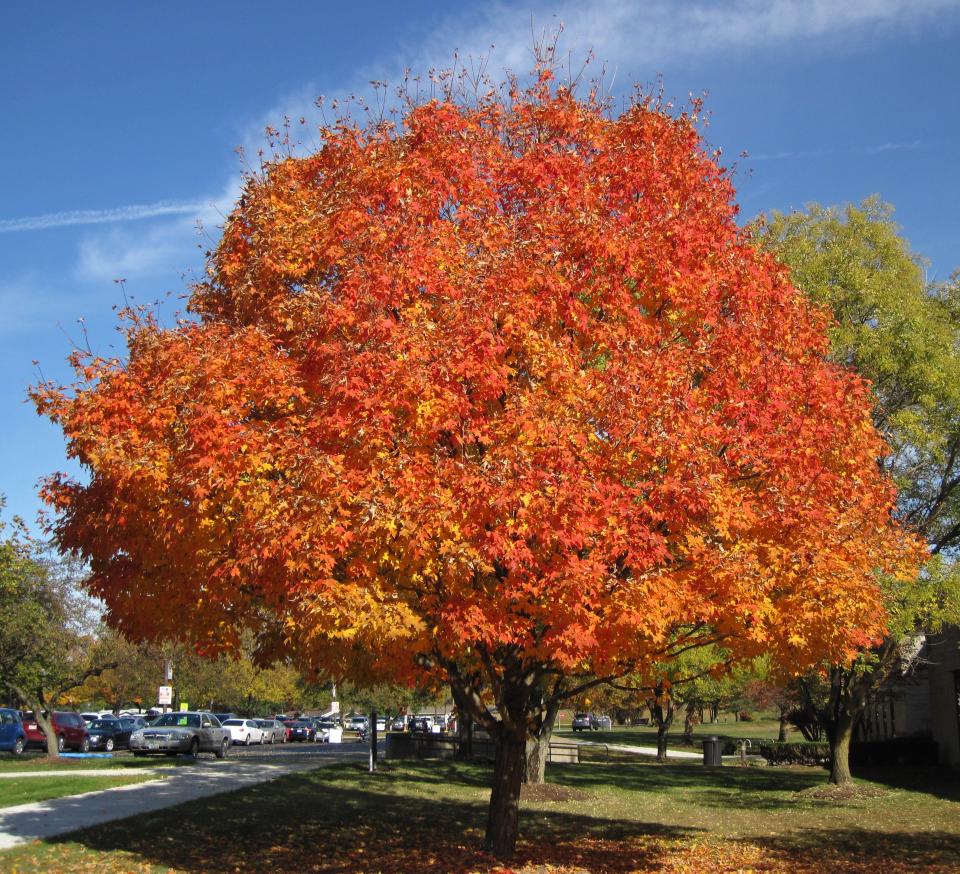 The sugar maple is known for its brilliant fall foliage as well as for maple syrup.