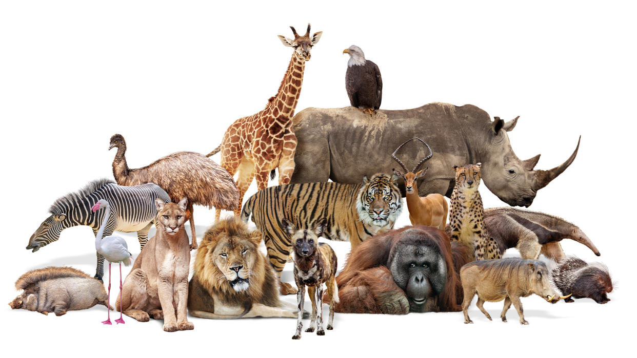  Composite of a large group of wildlife zoo animals together over a white horizontal web banner or social media cover. 