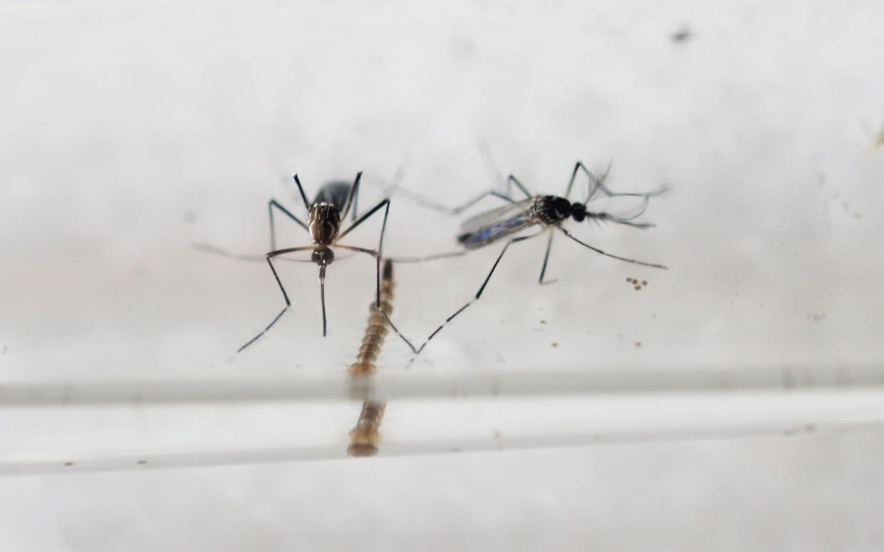 Aedes Aegypti mosquitos are photographed in a laboratory of control of epidemiological vectors in San Salvador