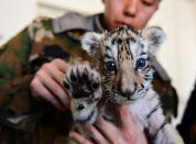 <p>Ein Sibirisches Tigerjunges wird im Zoo der chinesischen Stadt Shenyang von Hand aufgezogen. (Bild: ddp Images/Sipa Asia) </p>