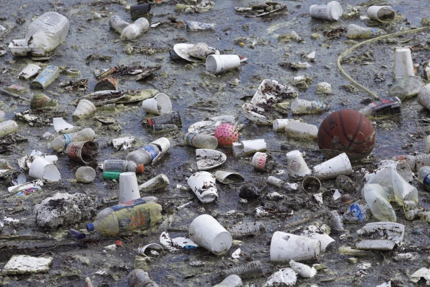 MARINA DEL REY, CA - NOVEMBER 21, 2019 - A basketball and other debris from a recent rainstorm float down Balloona Creek in Marina Del Rey on November 21, 2019. Balloona Creek runs through the center of the Balloona Wetlands Ecological Reserve. (Genaro Molina / Los Angeles Times)
