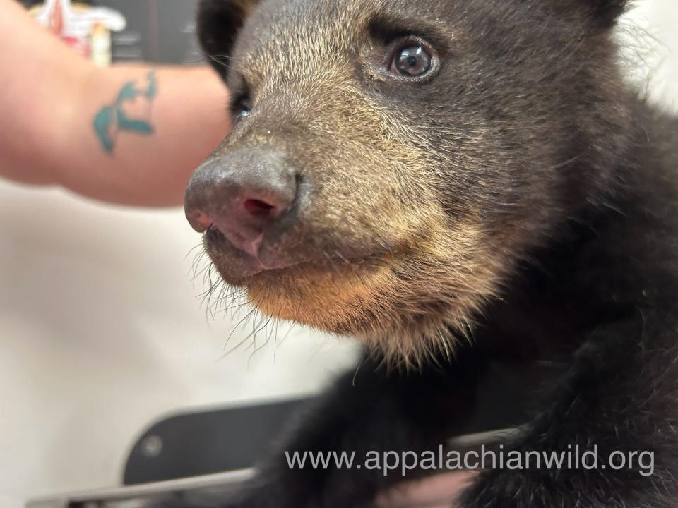 A male bear cub during his intake exam at the Appalachian Wildlife Refuge. He is currently in the care of the refuge, but is not one of the cubs from the video incident.