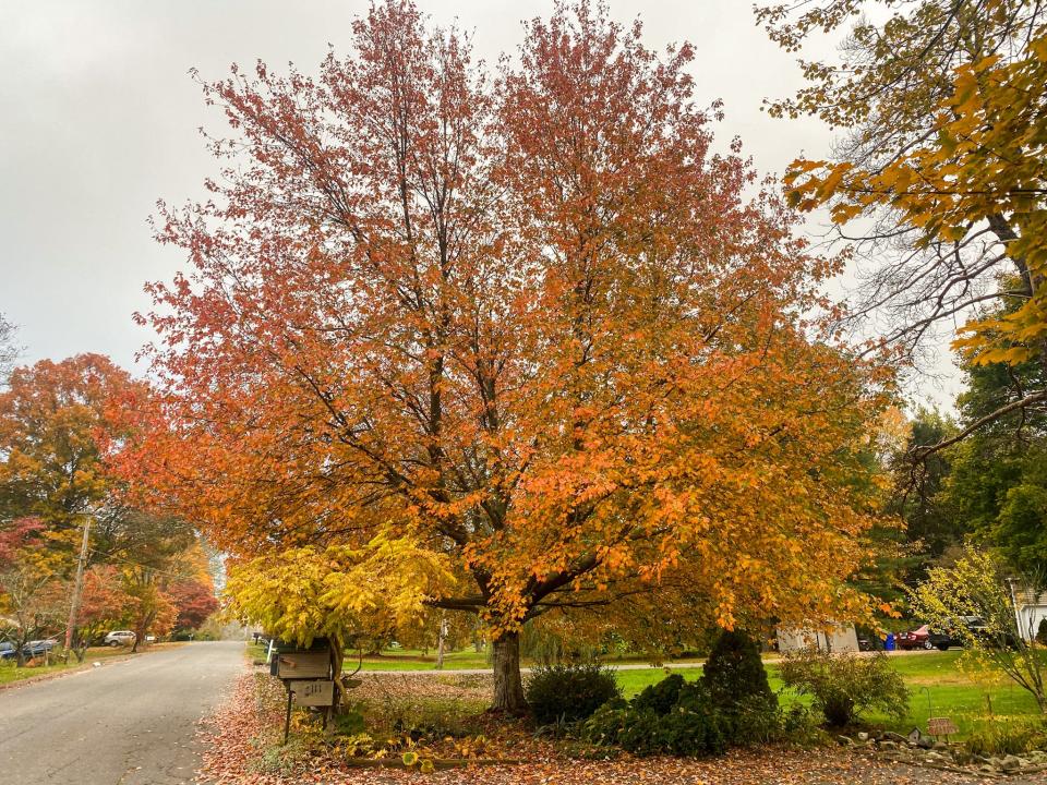 Fall foliage in connecticut 