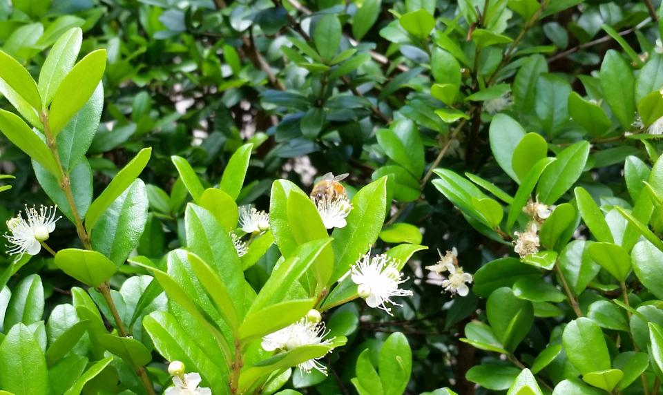 Simpson's stopper can be grown as an understory tree or pruned as a shrub . It's flowers attract bees and birds.