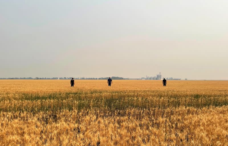 Crop scouts survey drought-stressed spring wheat near Grandin, North Dakota