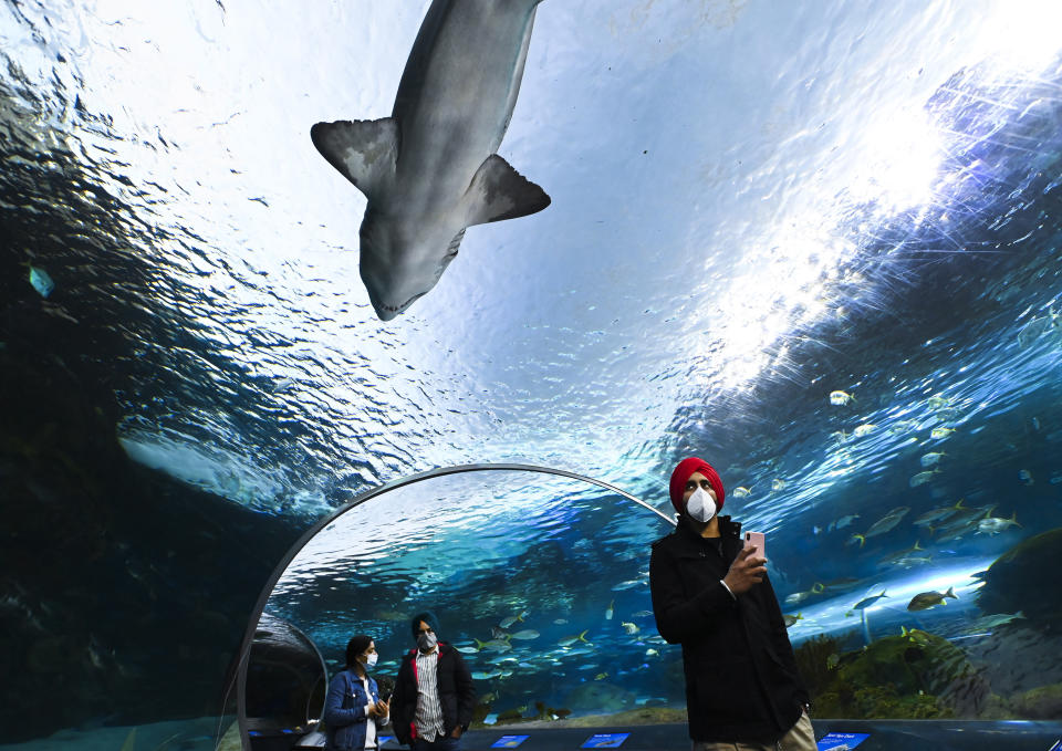 People wear face masks while watching the marine life at Ripley's Aquarium of Canada during the COVID-19 pandemic in Toronto, on Wednesday, Oct. 28, 2020. (Nathan Denette/The Canadian Press via AP)