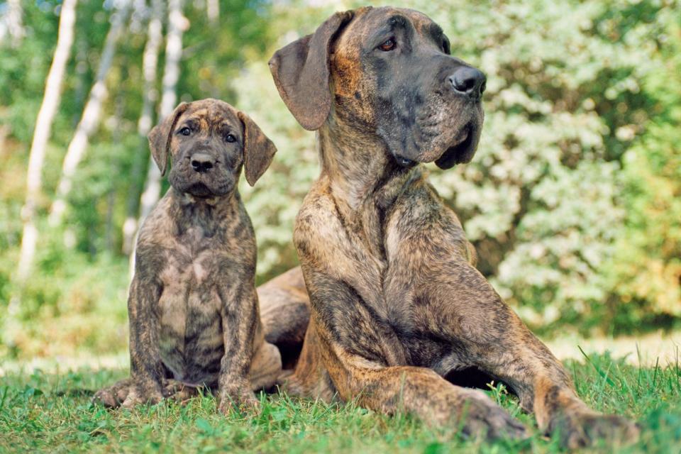 Great Dane with her puppy