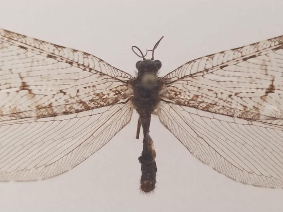 A Polystoechotes punctata or giant lacewing collected in Fayetteville, Arkansas, in 2012 by Dr Michael Skvarla (Michael Skvarla/Penn State)