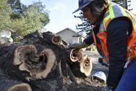 Biologist Jessica Gonzalez marks a tree stump where a San Francisco dusky-footed woodrat was found after workers cut down the tree as part of fire prevention efforts along a crowded highway corridor on Wednesday, Nov. 20, 2019, near Redwood Estates, Calif. (AP Photo/Matthew Brown)