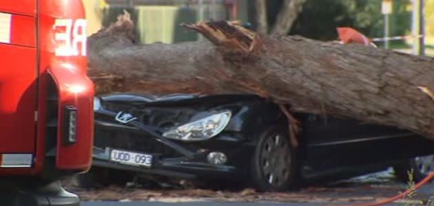 Tree crushes car, traps woman. Photo: 7News