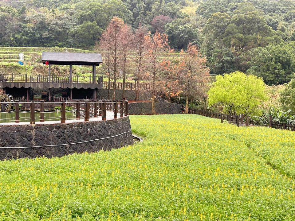 樟樹步道-明鏡池（圖片來源：台北市政府工務局大地工程處）