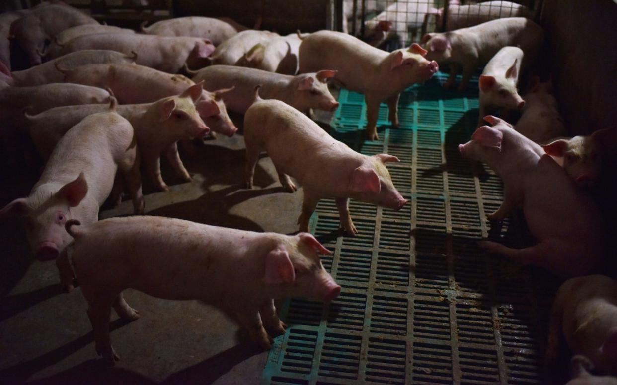 More than 25,000 pigs have been killed in the past month - AFP