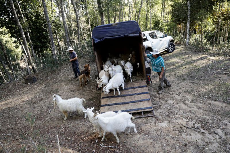 How Chile's firefighting goats saved a native forest from deadly fires