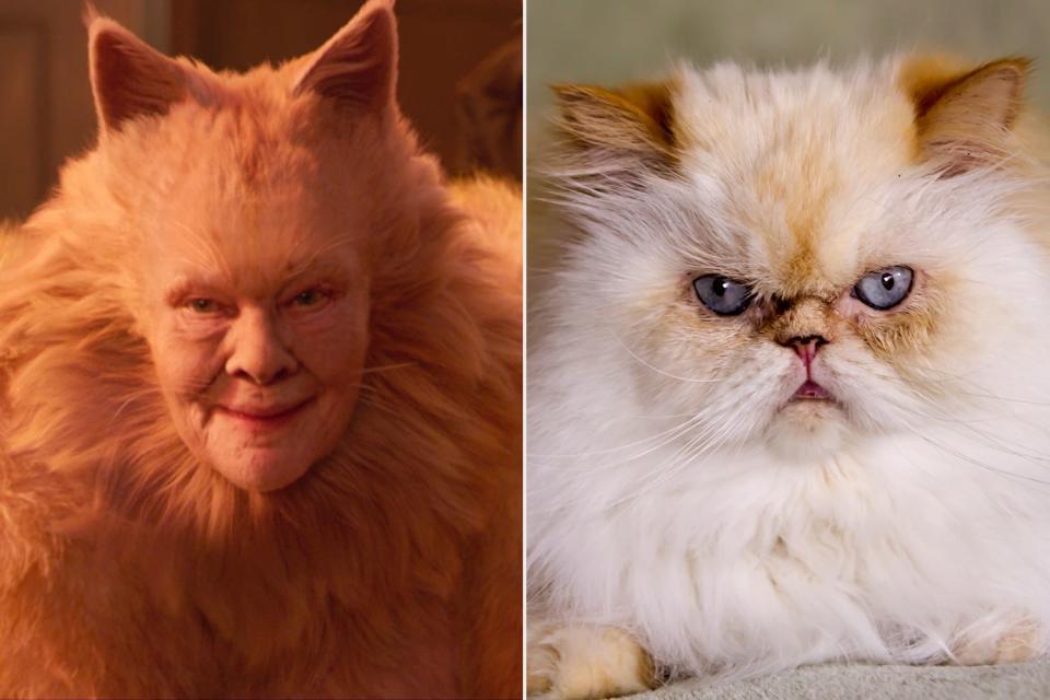 Judi Dench as Old Deuteronomy v. This Grumpy Cat That Clearly Runs The Show
