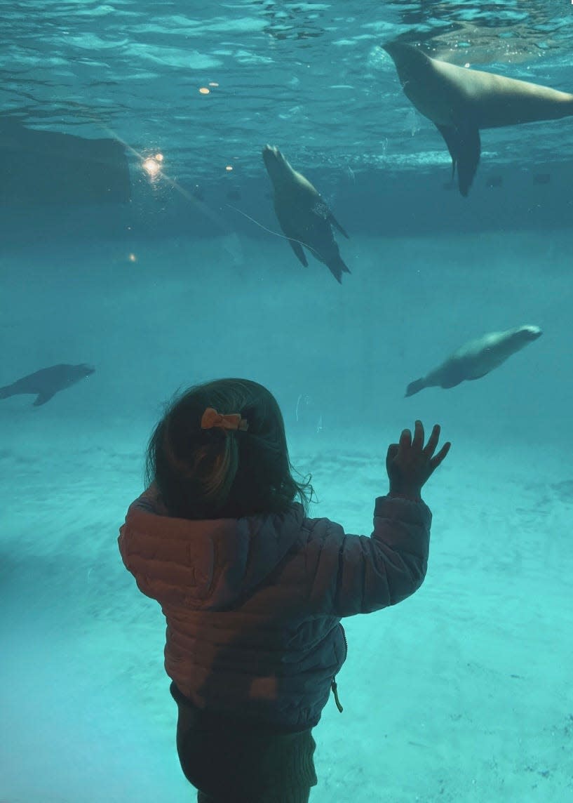 The Mystic Aquarium is a great place to become acquainted with Baby Beluga.