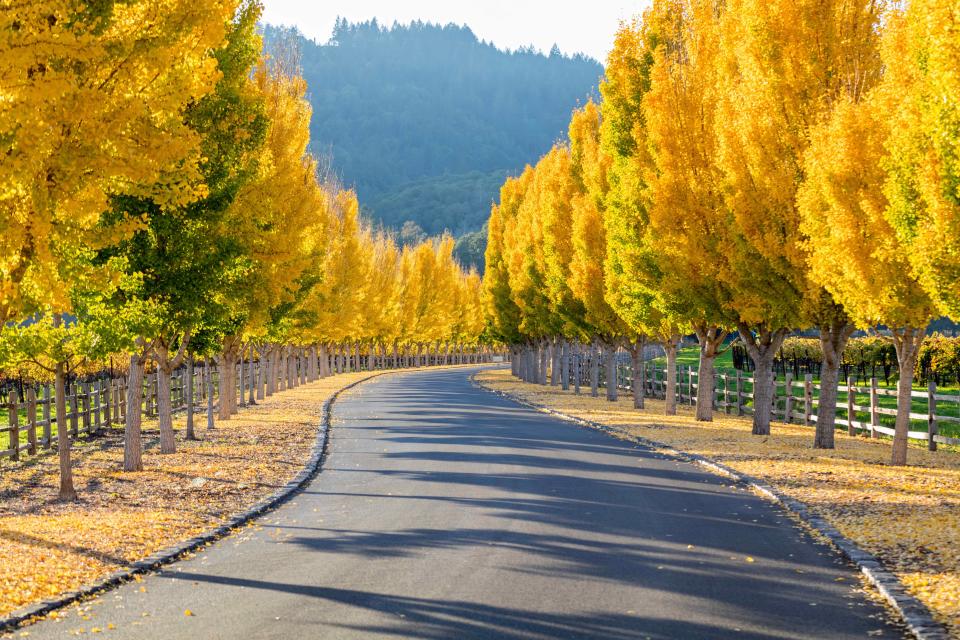 <h1 class="title">Yellow Ginkgo trees on road lane in Napa Valley, California</h1><cite class="credit">Photo: Getty Images</cite>