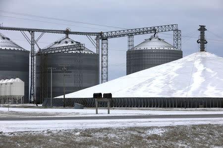 A mountain of grain sits in a storage pile, as midwestern grain farmers and merchants struggle to find storage space after three years of record harvests, near Boone, Iowa, U.S., March 11, 2017. REUTERS/Scott Morgan