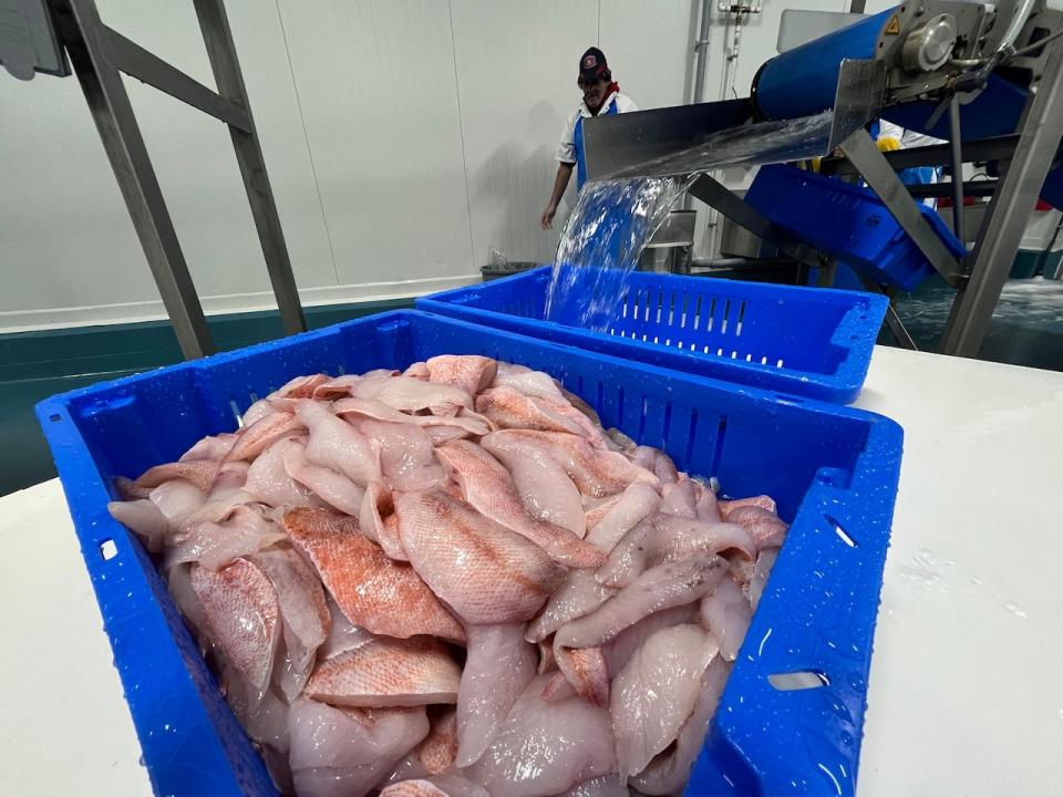 Redfish being processed at a plant in Digby, N.S.
