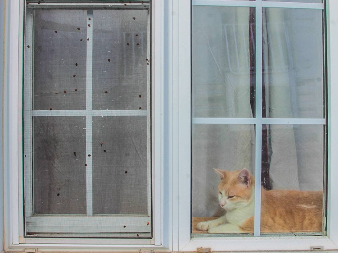 'Scott' the cat shares the warmth of the sun with a swarm of Asian lady beetles at Natalie Rowe's farm. (Stu Mills/CBC - image credit)