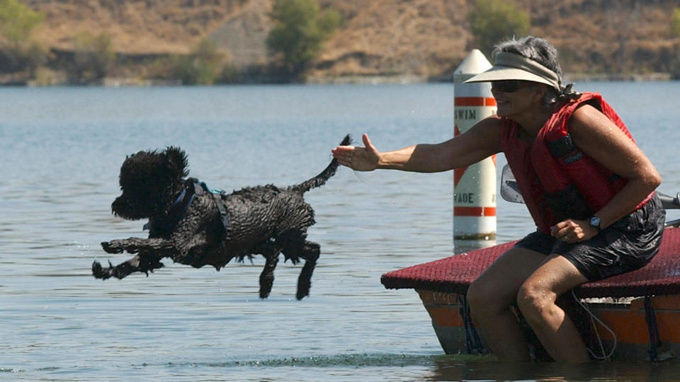 Dog diving off boat