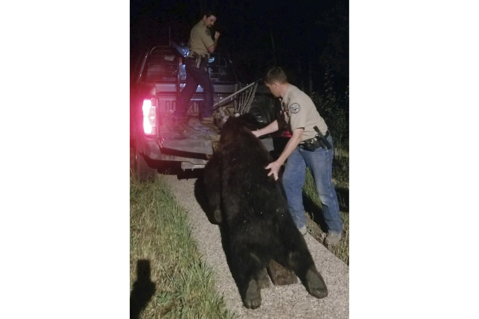 In this photo provided by Ken Mauldin, Colorado Parks and Wildlife officers load a roughly 400-pound bear into a truck bed after the animal broke into a home and was shot and killed by the homeowner in Steamboat Springs, Colo., Saturday, Aug. 13, 2022. Colorado Parks and Wildlife spokesperson Rachael Gonzalez said the nearly 400-pound bear flipped a lever handle door and found dog-food inside the home in the ski-resort town. (Ken Mauldin via AP)