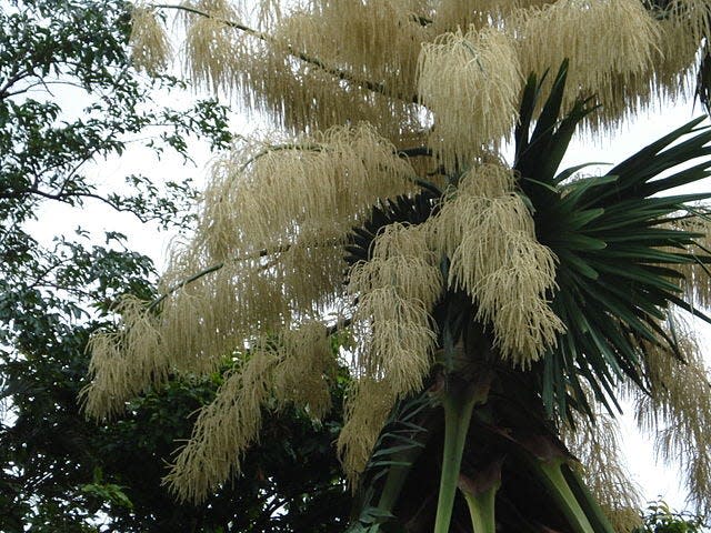 Talipot palms, from India and Sri Lanka, bear the world's largest inflorescences.